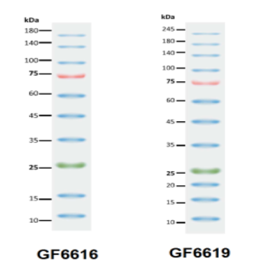 三色预染蛋白marker(10-245kDA)